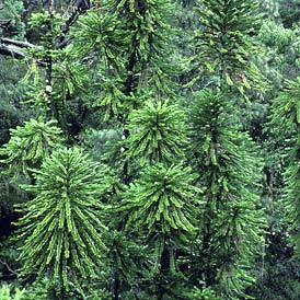 Wollemi-Pine-Blue-Mountains