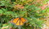 010 butterfly on heavenly bamboo